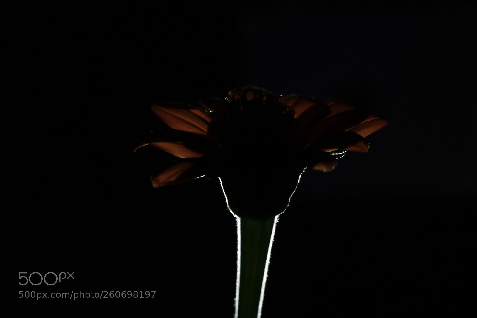 Canon EOS 80D sample photo. Flower at night photography