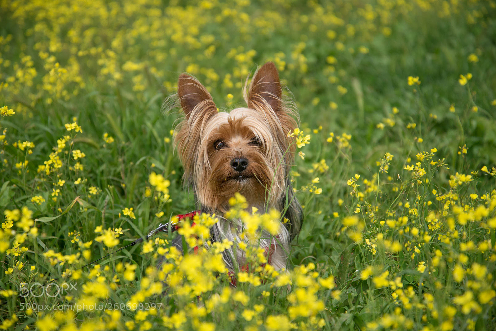Nikon D610 sample photo. Que bonica es la photography