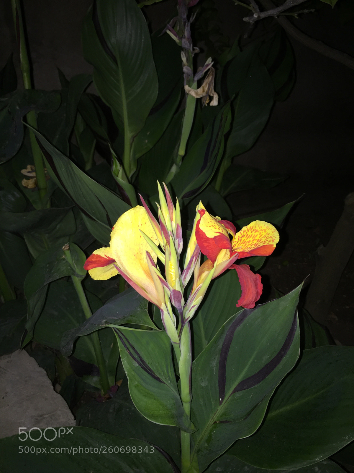 Apple iPhone 6 sample photo. ??? photography