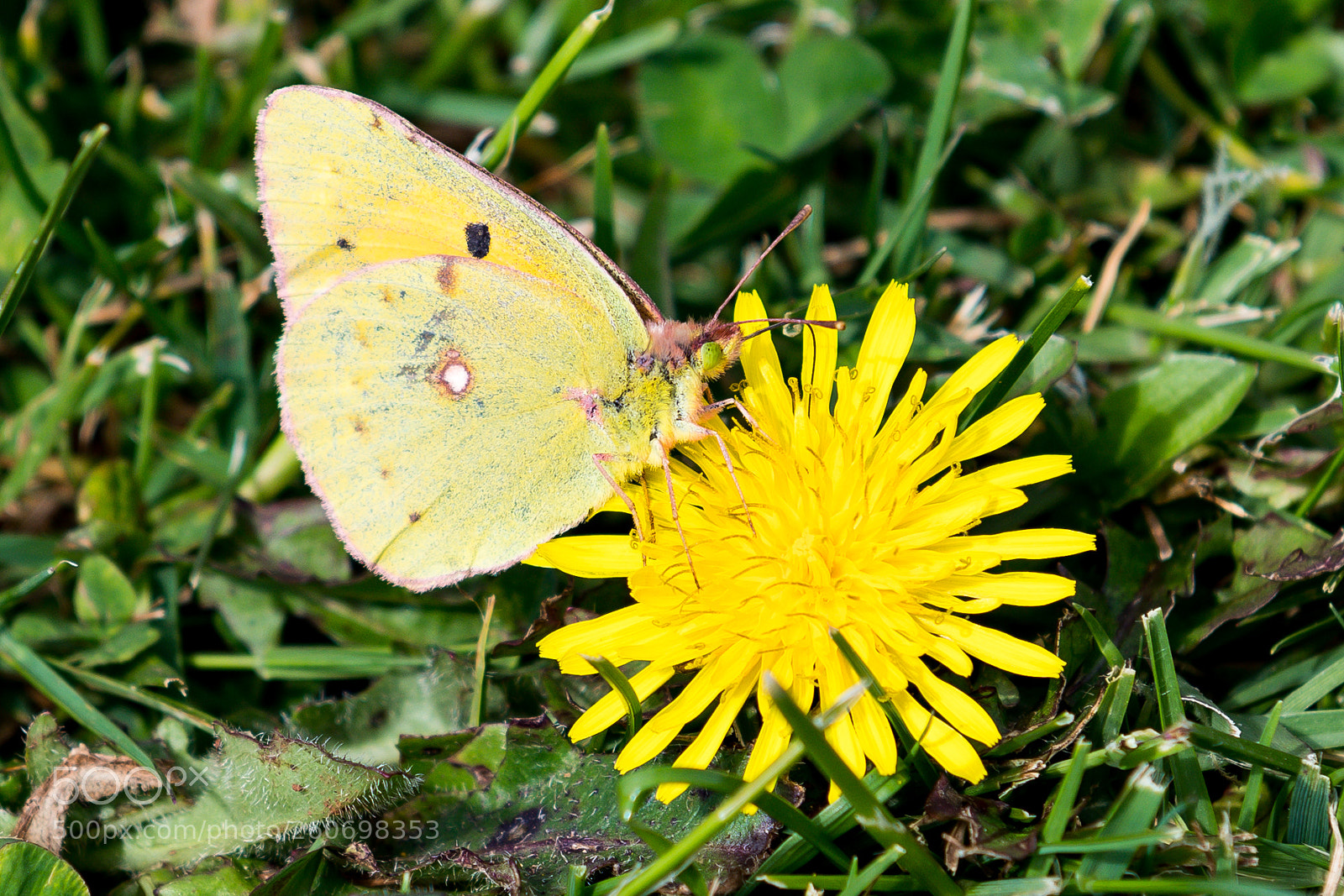 Nikon D500 sample photo. Butterfly photography