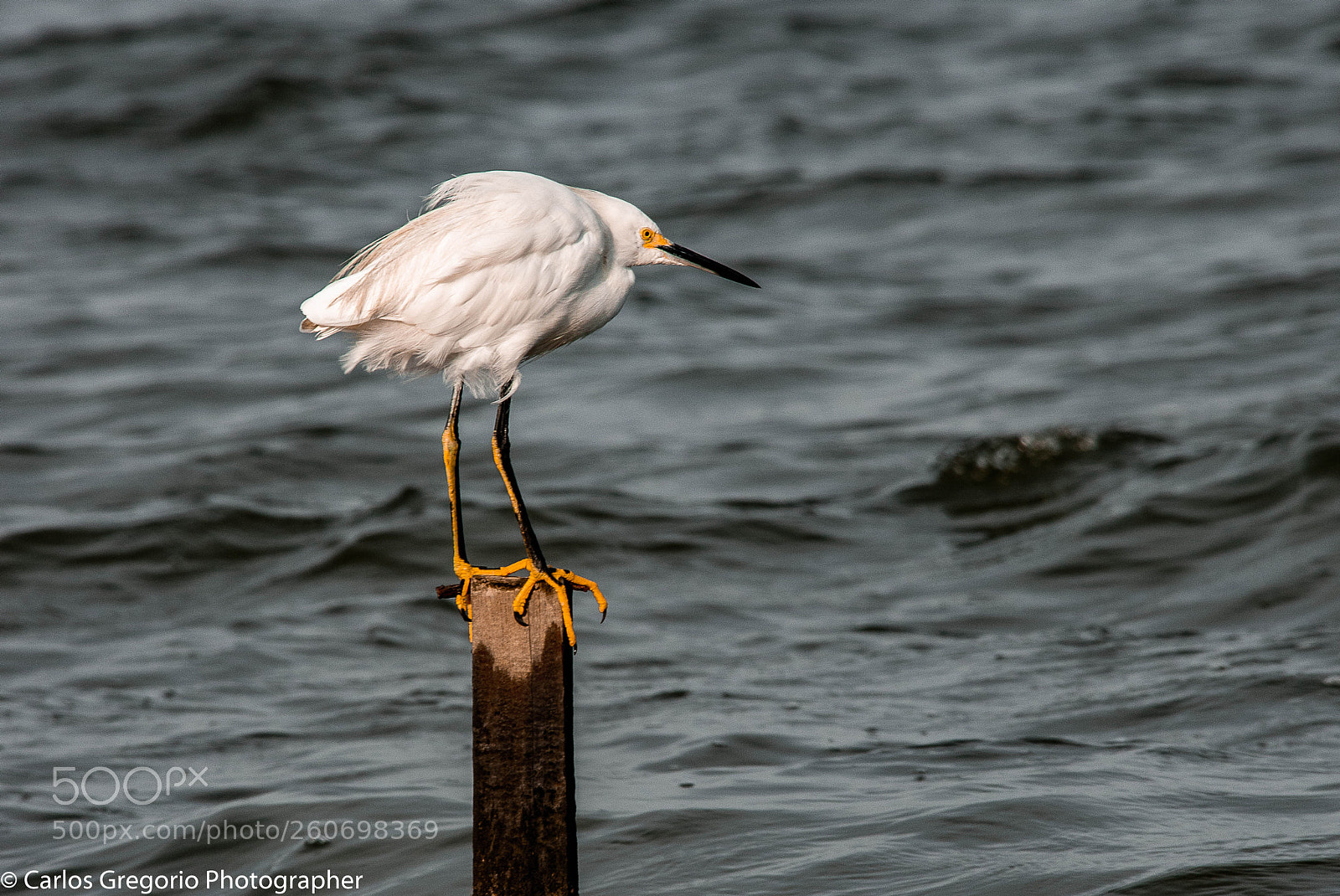 Nikon D610 sample photo. White heron photography