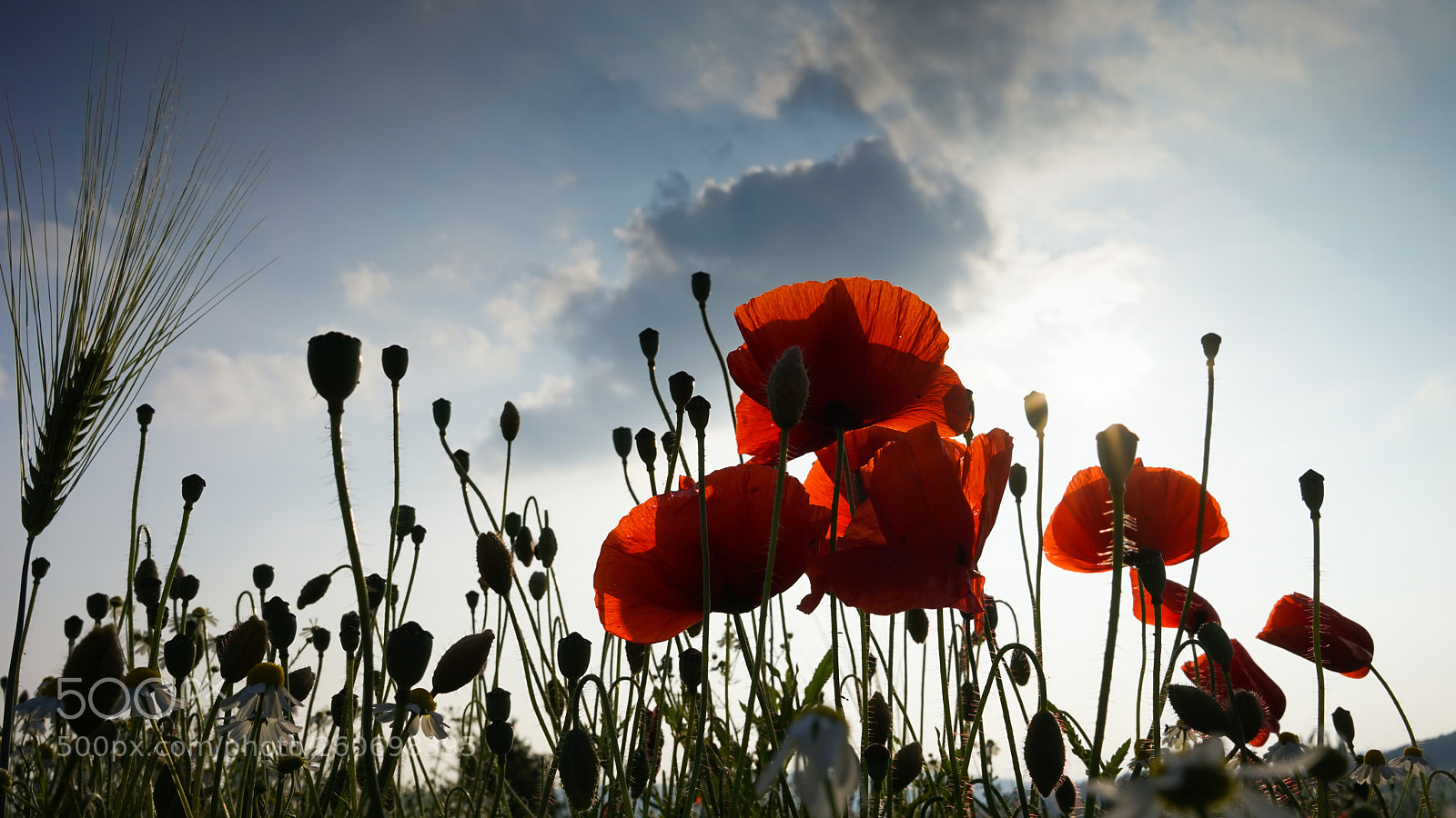 Sony a7 sample photo. Mohn photography