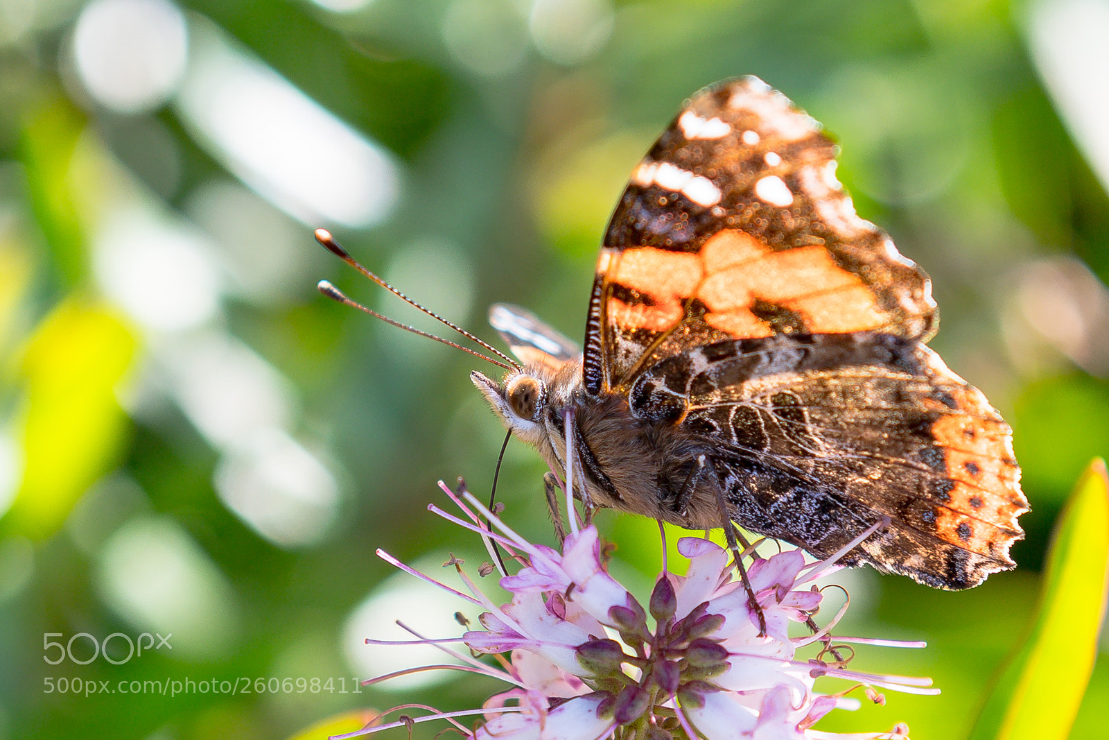 Nikon D500 sample photo. Butterfly photography