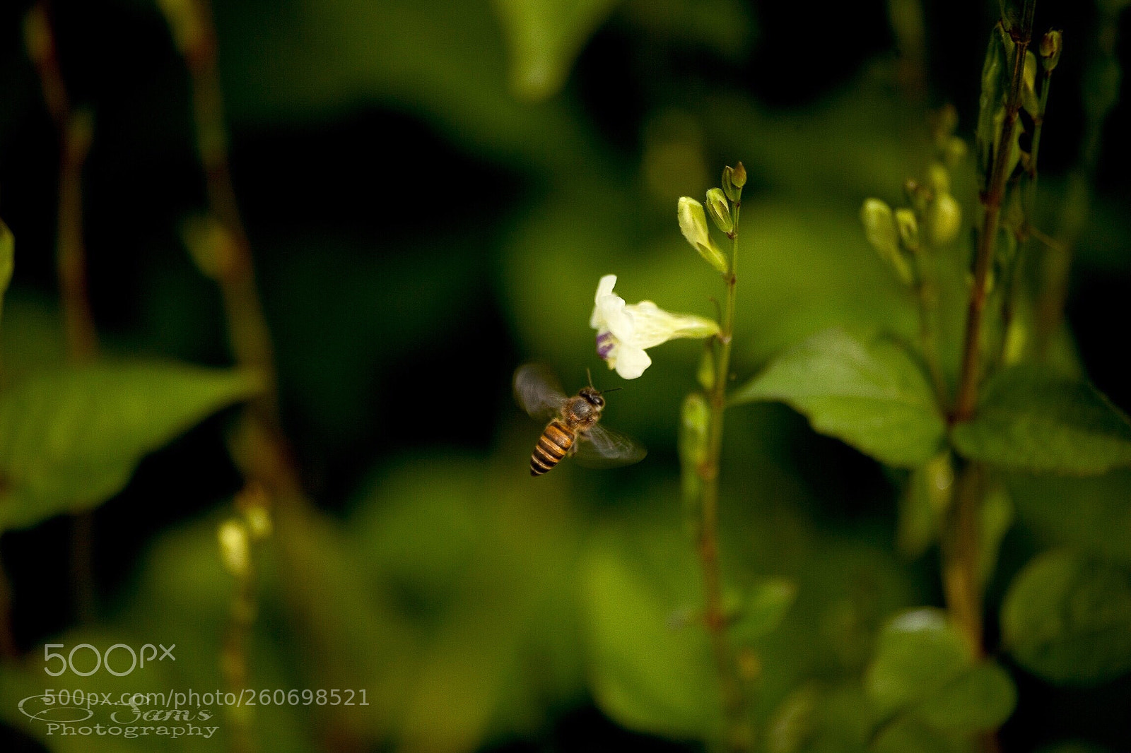Canon EOS 5D Mark II sample photo. Bee photography