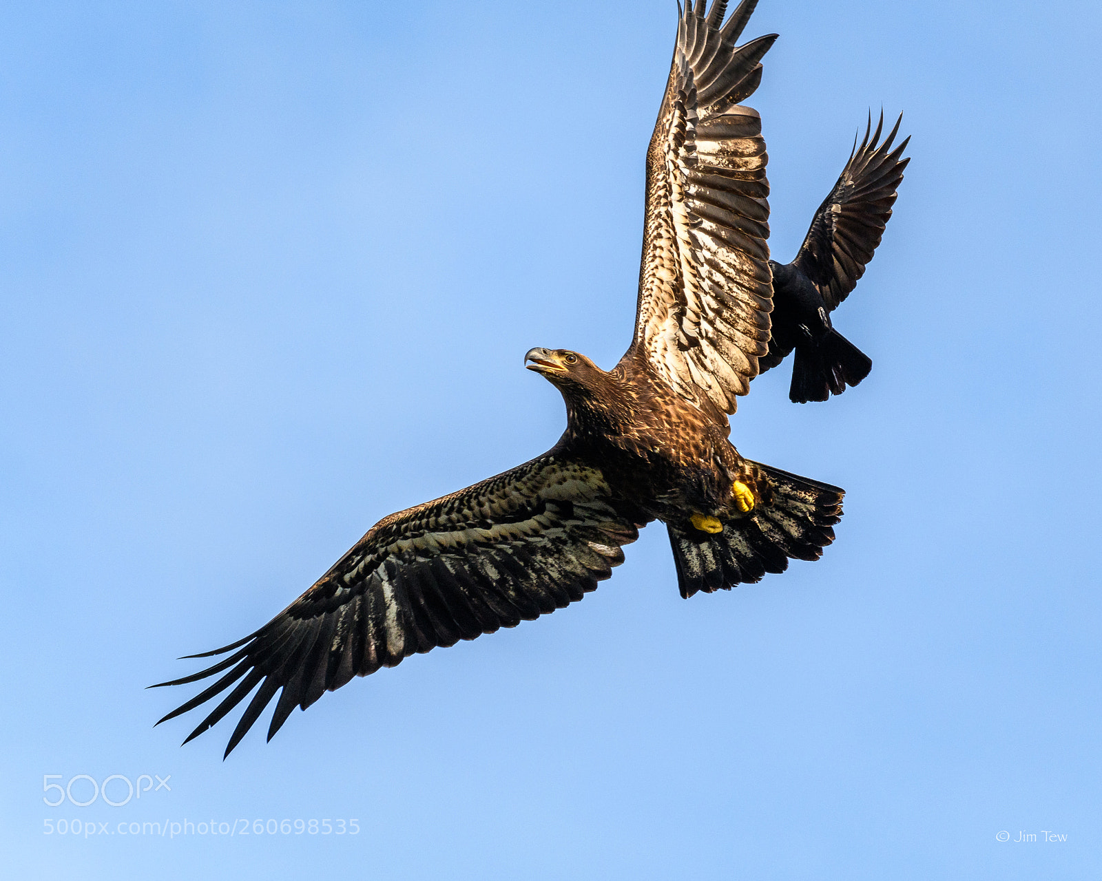 Nikon D7500 sample photo. Young bald eagle being photography