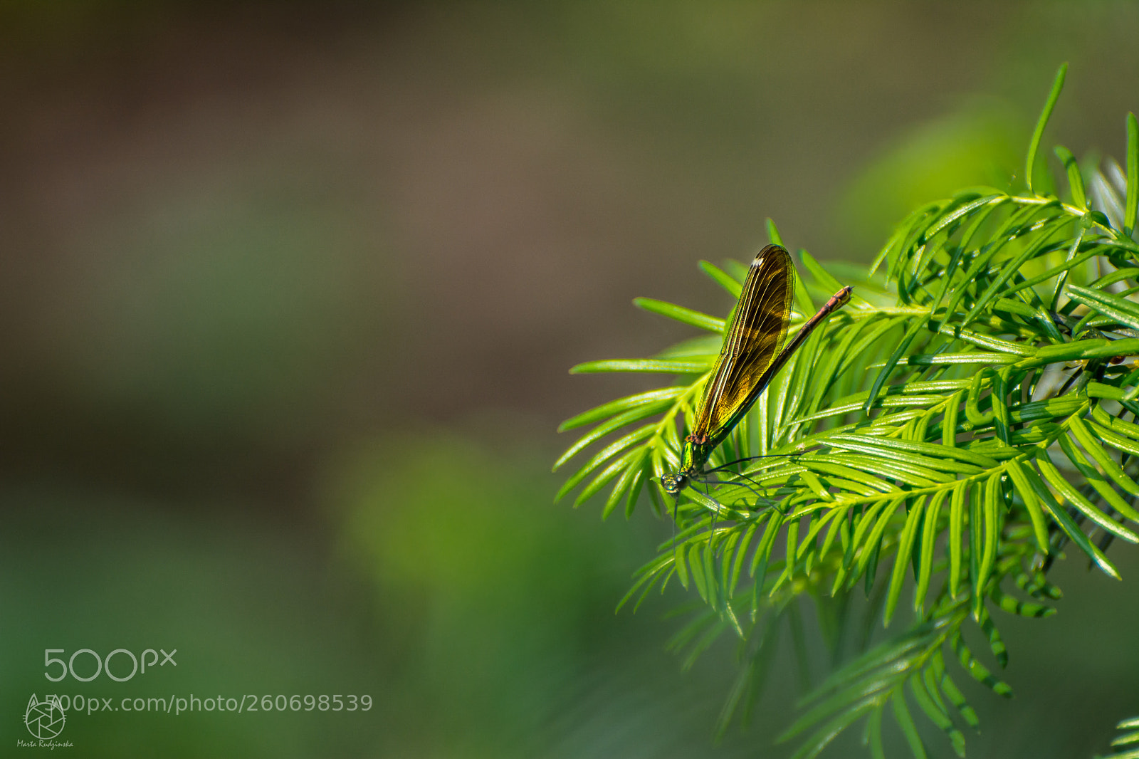 Nikon D5200 sample photo. An insect photography