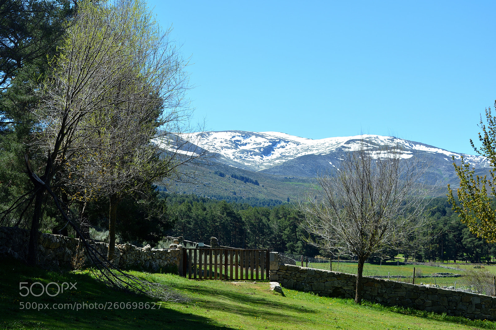 Nikon D5200 sample photo. Last snow of the photography