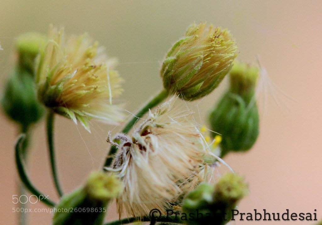 Canon EOS 60D sample photo. Yellow green photography