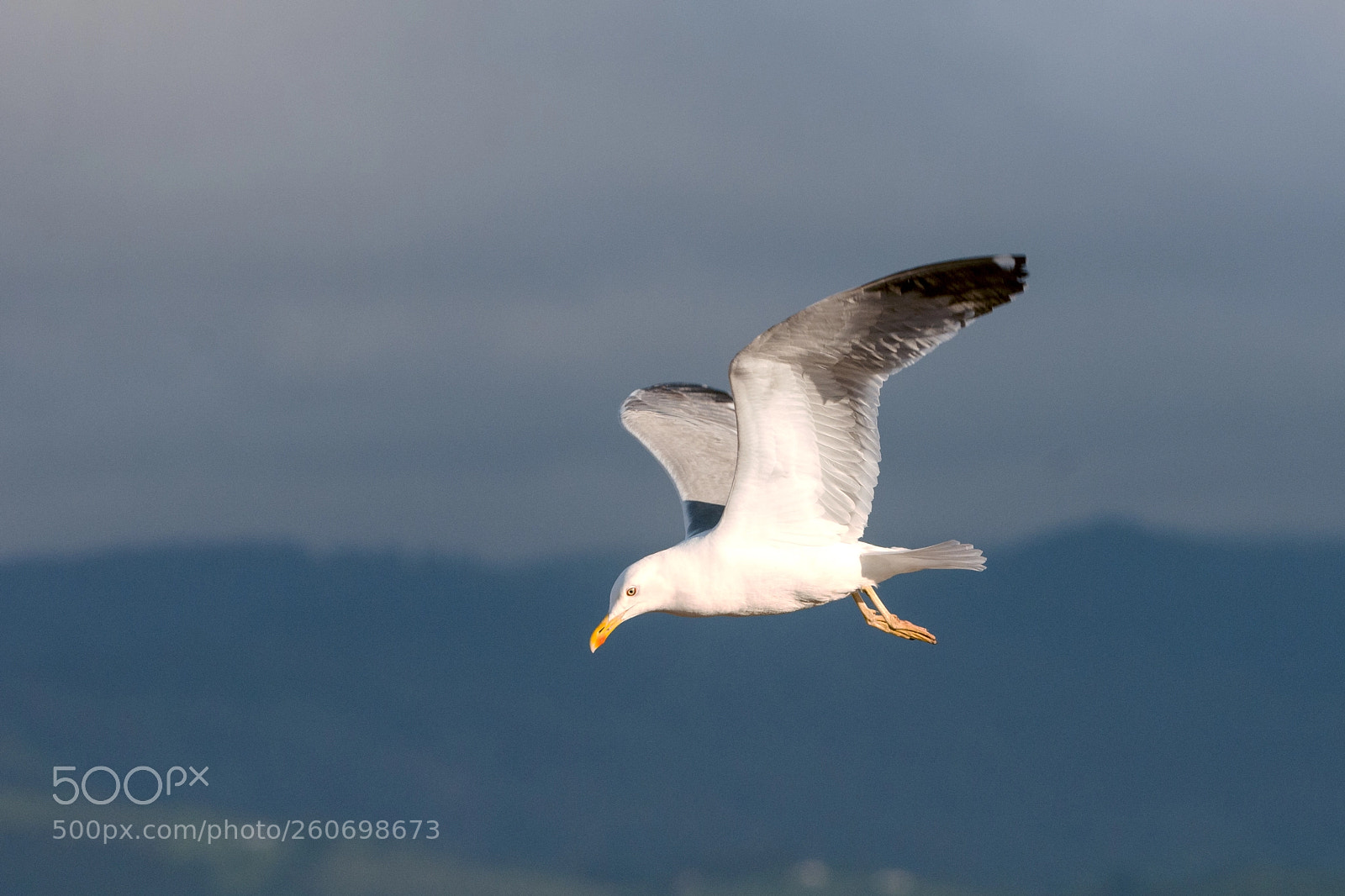 Nikon D300S sample photo. Gaviota en cielo de photography