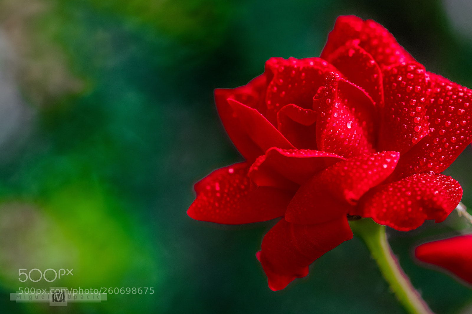 Nikon D850 sample photo. Rose photography