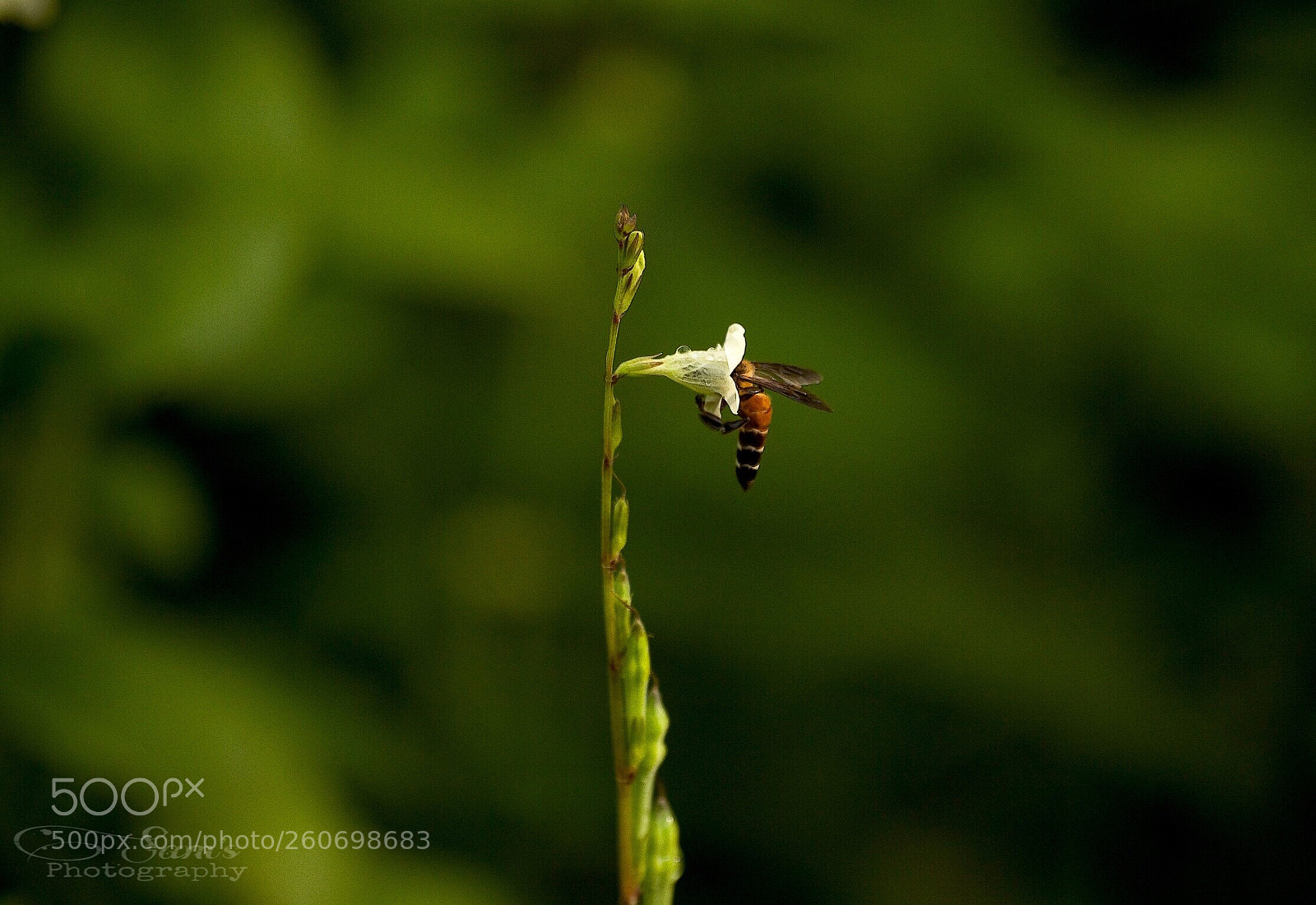 Canon EOS 5D Mark II sample photo. Bee collection photography