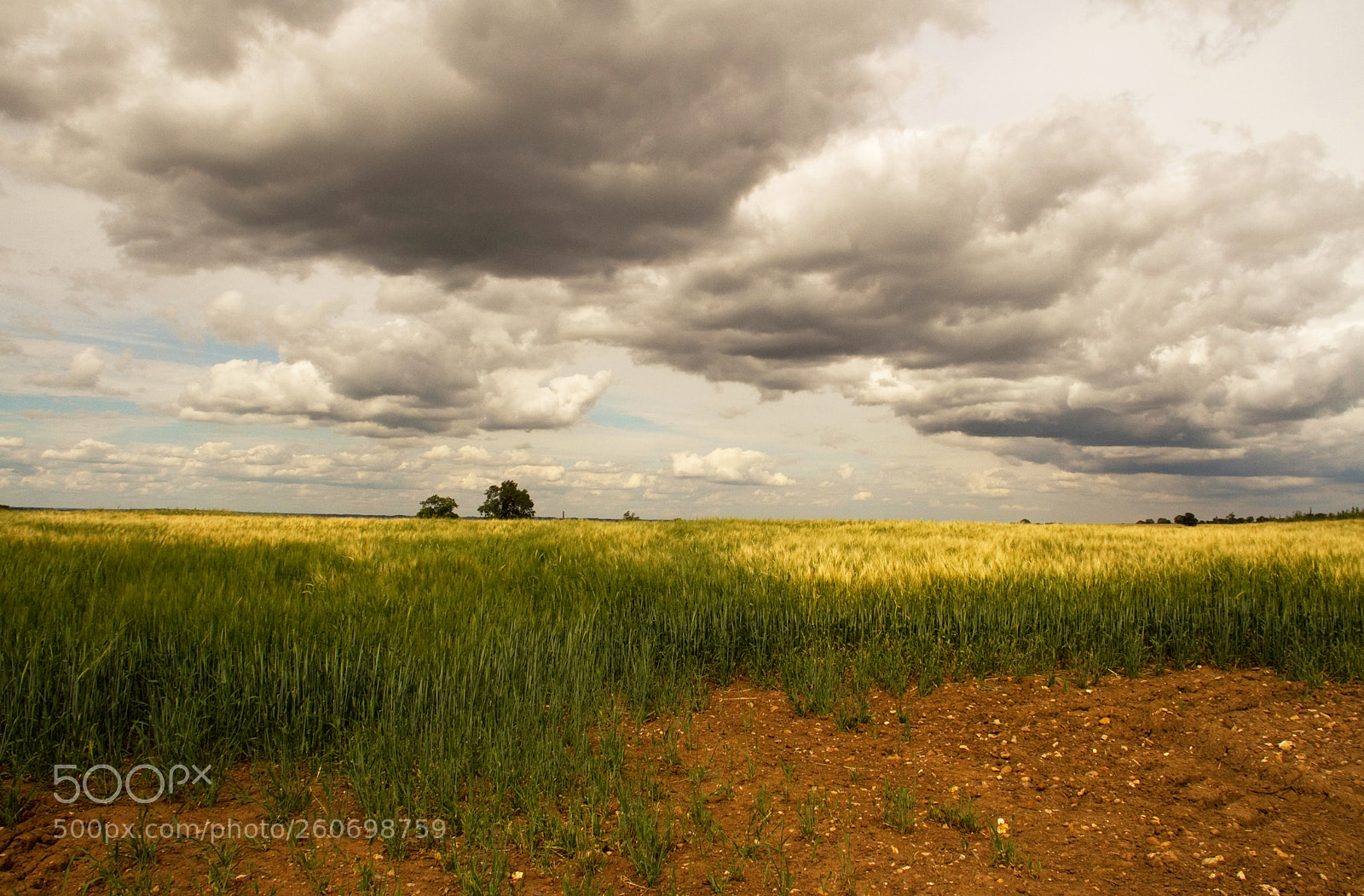 Canon EOS 7D sample photo. Summer field photography