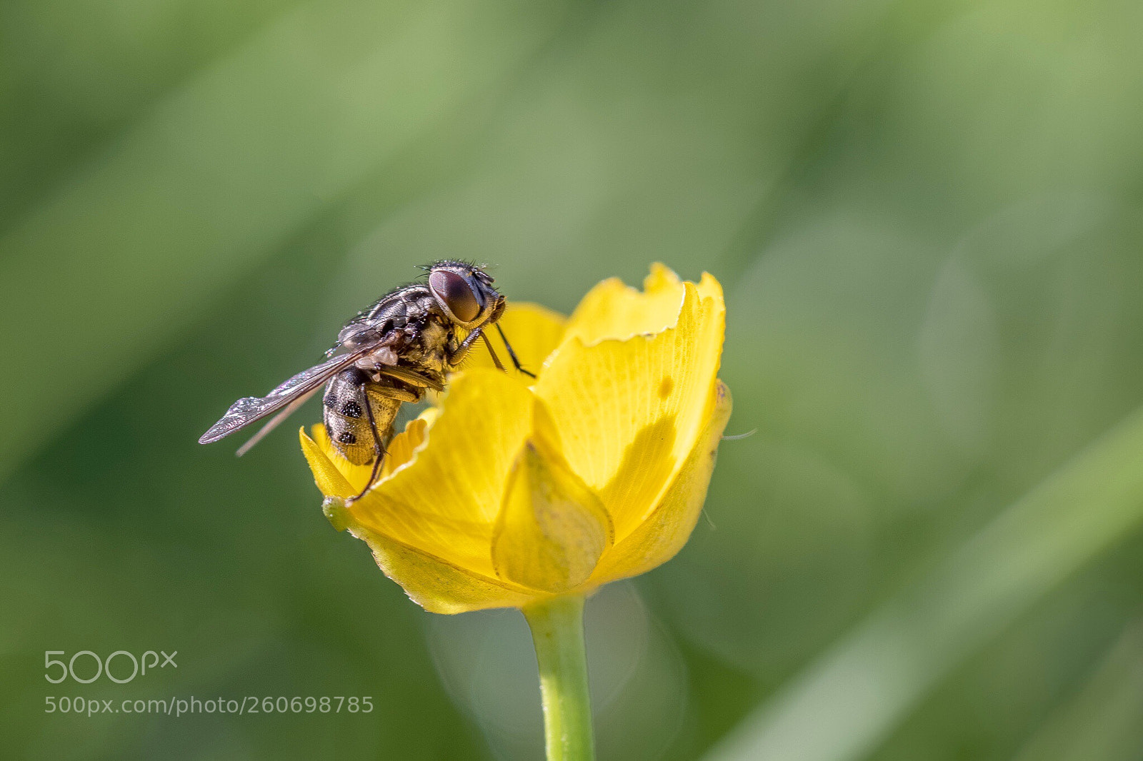 Canon EOS 7D Mark II sample photo. Fly on flower photography