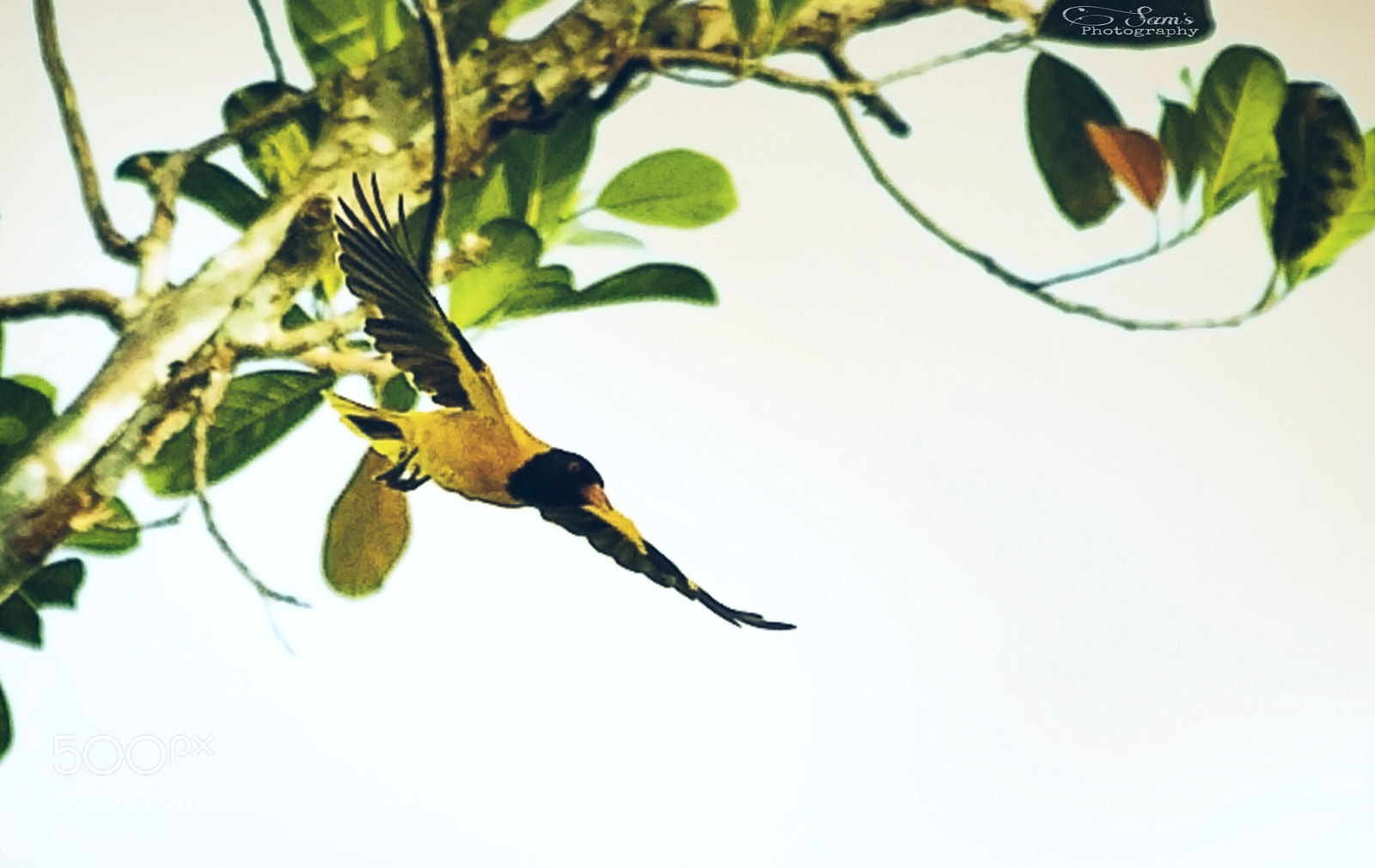 Canon EOS 5D Mark II sample photo. Yellow bird photography