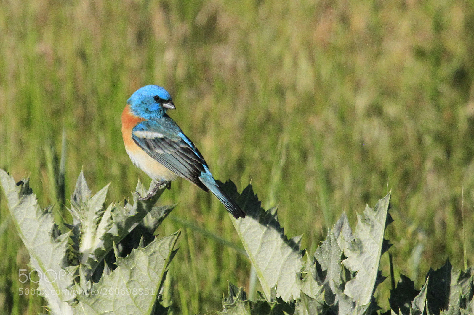 Canon EOS 7D sample photo. Lazuli bunting on thistle photography