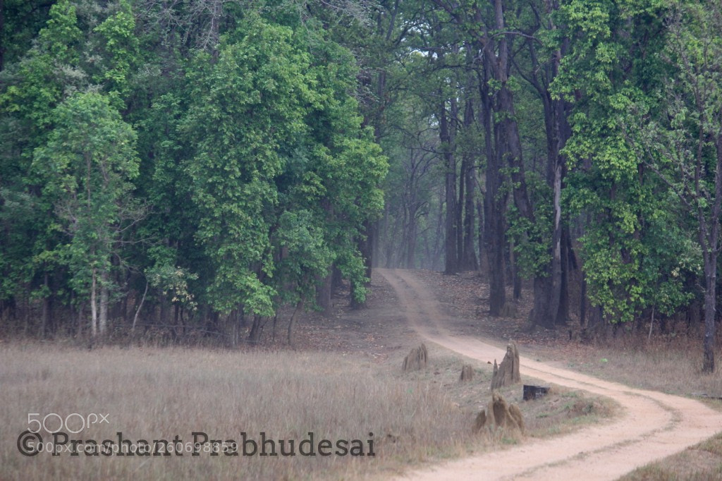 Canon EOS 60D sample photo. The way.. photography