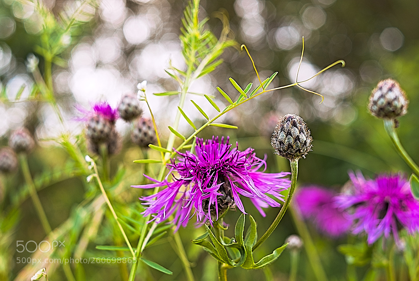 Fujifilm X-Pro2 sample photo. Bokeh photography