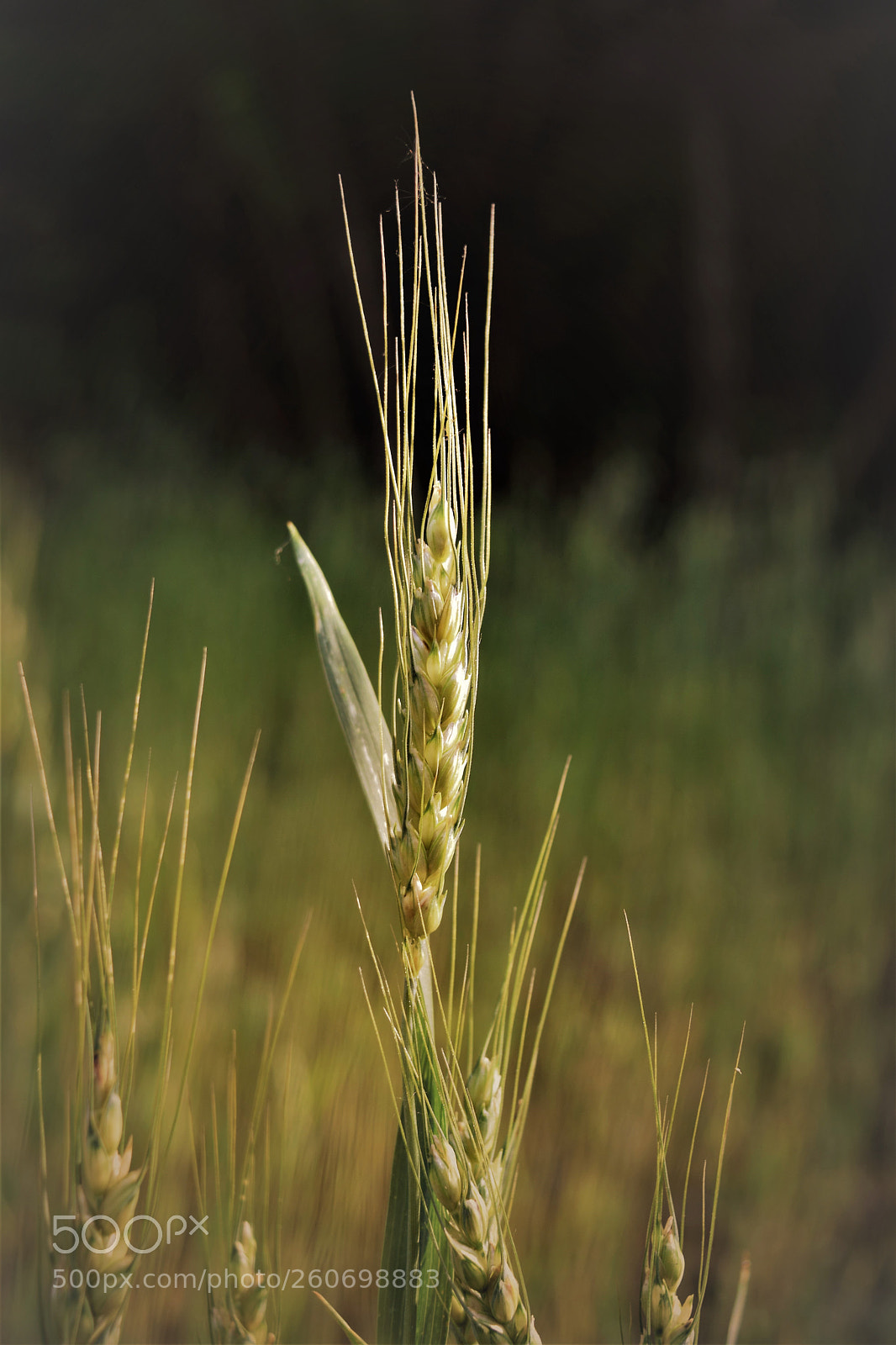 Nikon D3300 sample photo. Golden grass photography