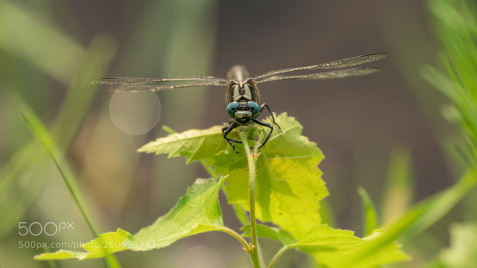 Sony a7R II sample photo. Gemeine keiljungfer frontal 16zu9 photography