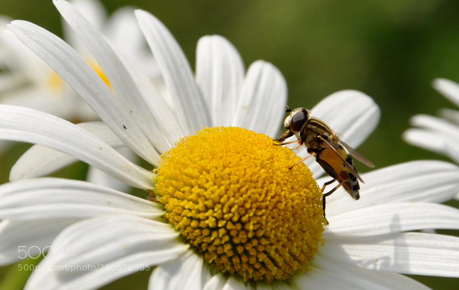 Nikon D90 sample photo. Bee photography