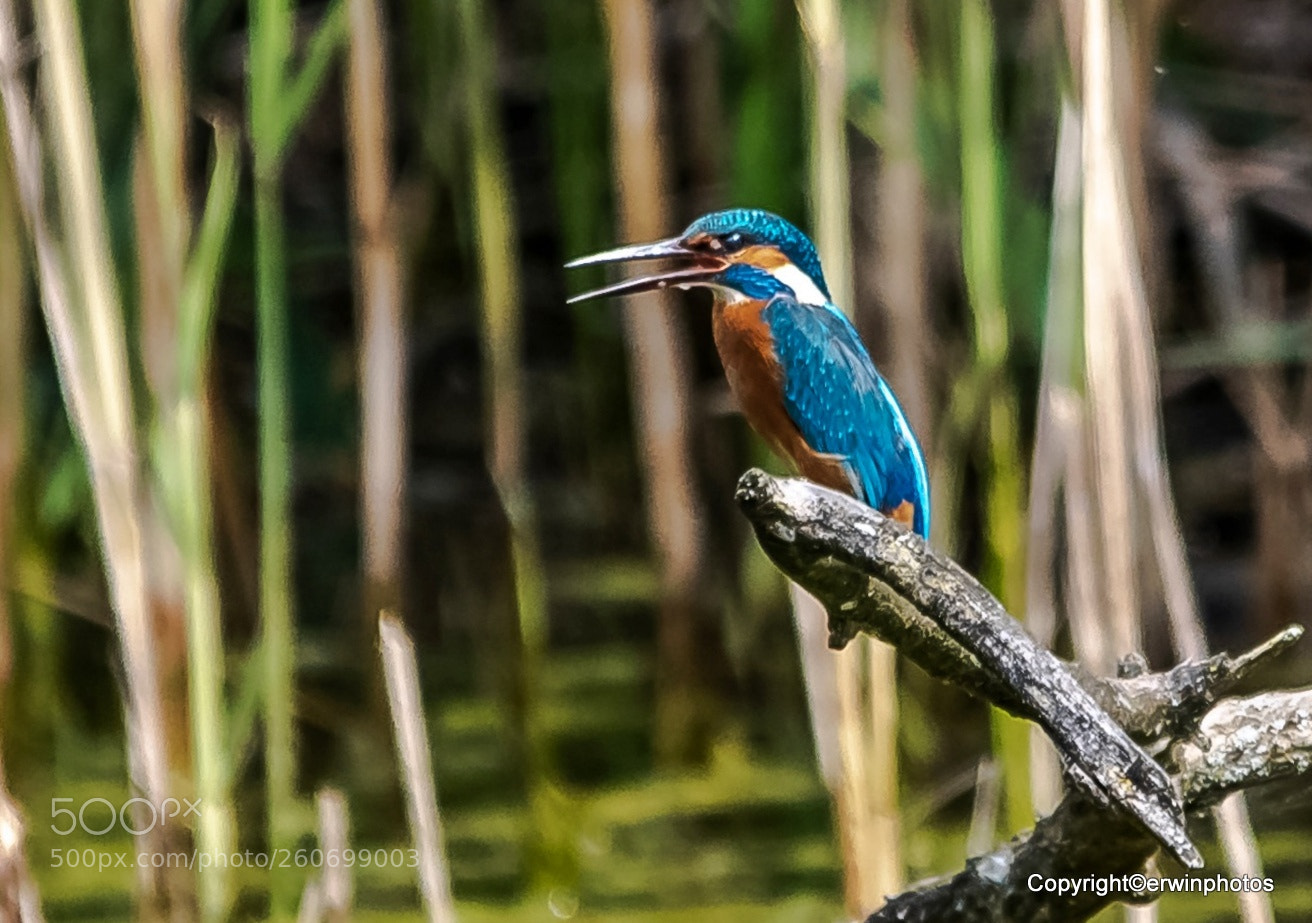 Nikon D750 sample photo. Eisvogel 2018 photography