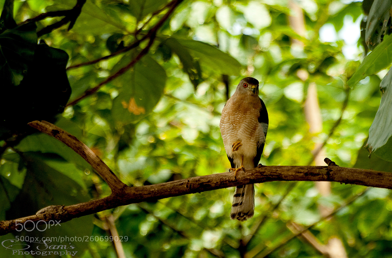 Canon EOS 5D Mark II sample photo. Falcon  photography