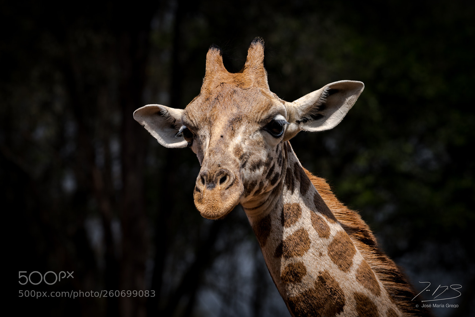 Nikon D810 sample photo. Kenia seychelles photography