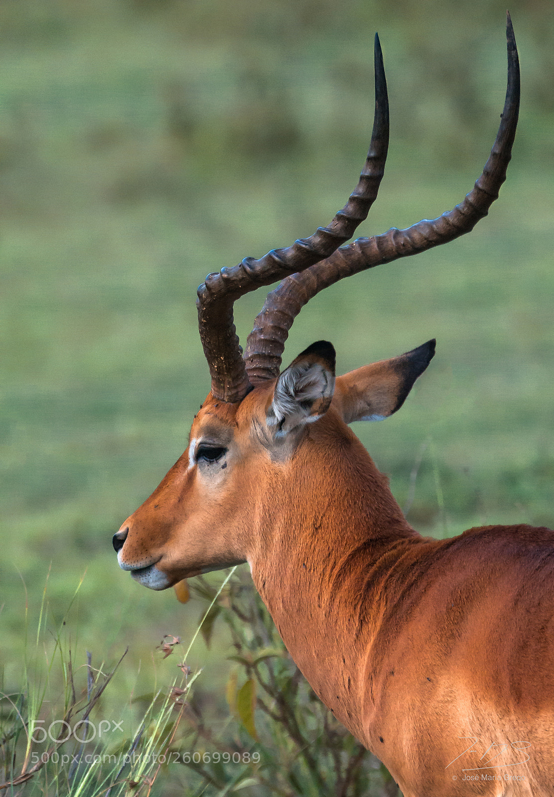 Nikon D300 sample photo. Kenia seychelles photography