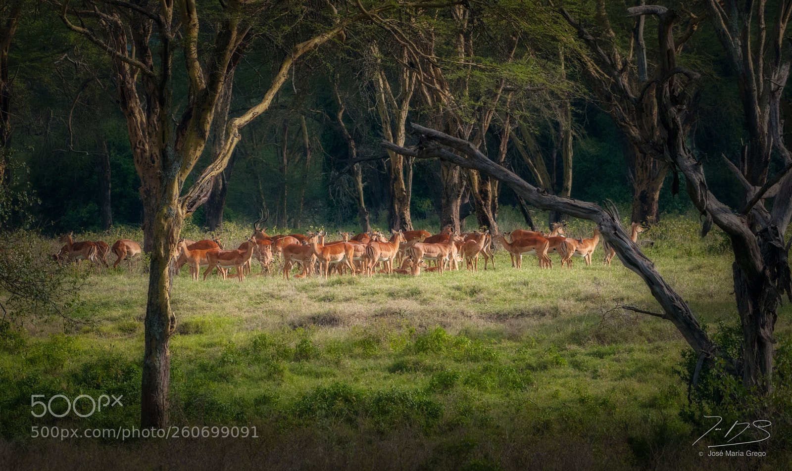 Nikon D300 sample photo. Kenia seychelles photography