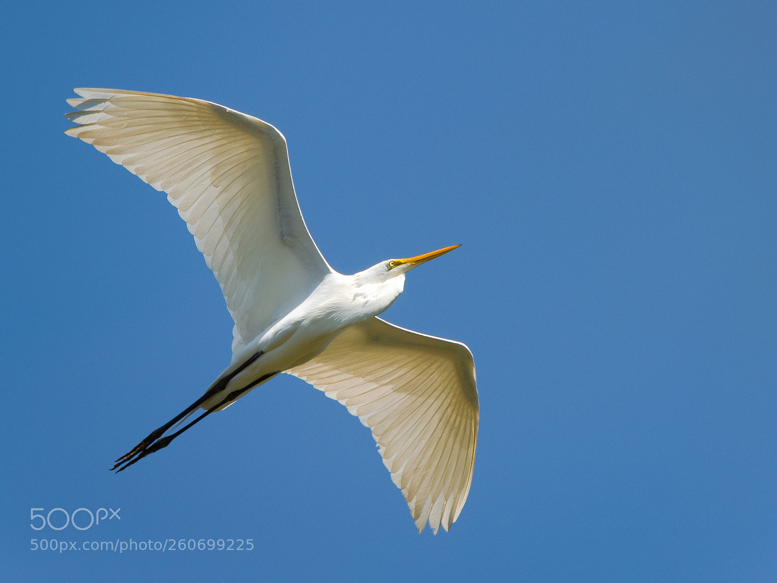 Nikon D750 sample photo. Great egret photography