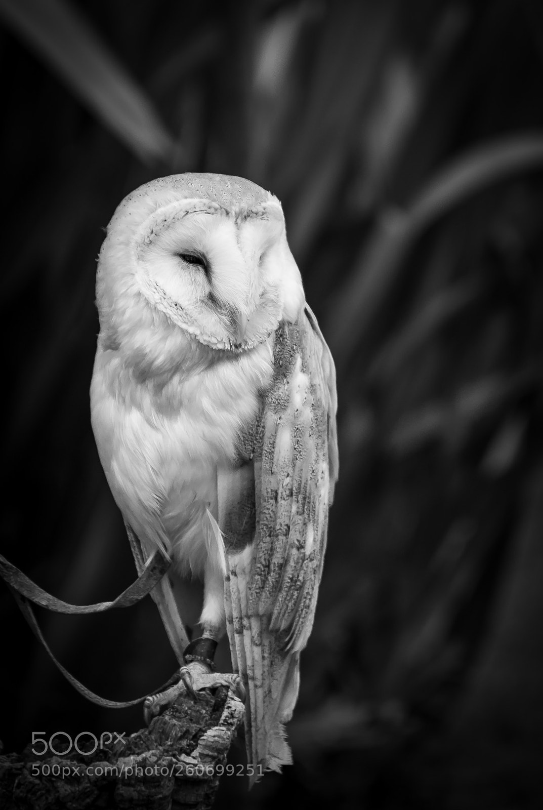 Nikon D5600 sample photo. Owl photography
