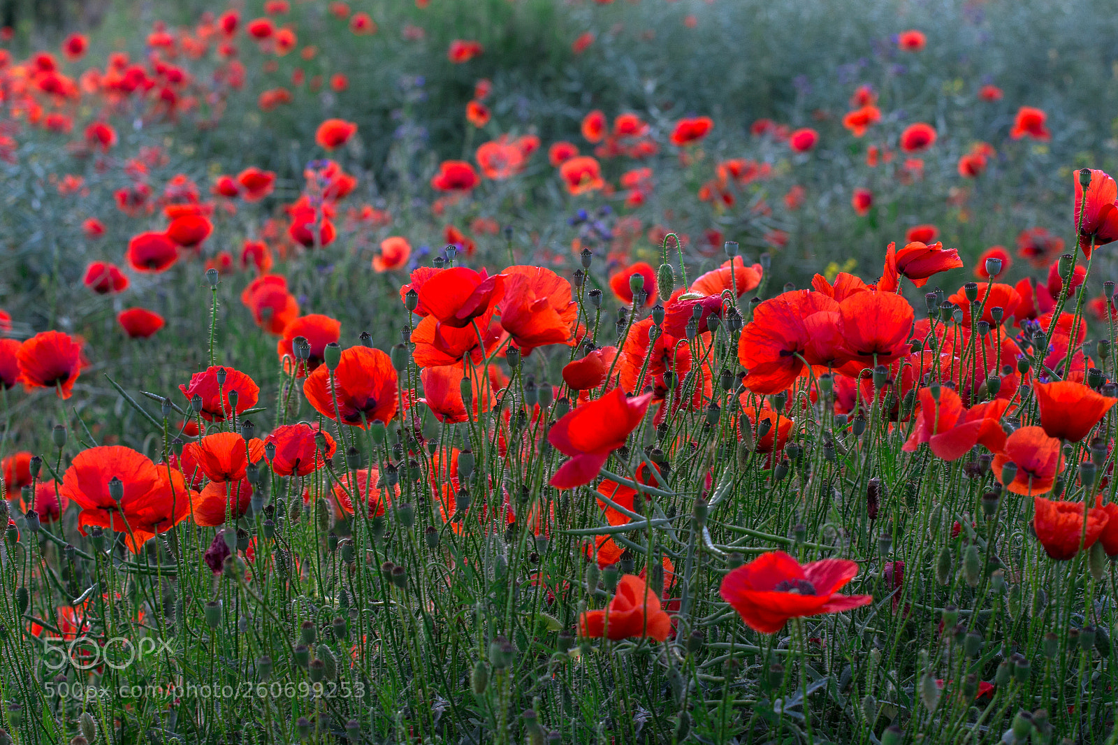 Canon EOS 700D (EOS Rebel T5i / EOS Kiss X7i) sample photo. Poppy photography