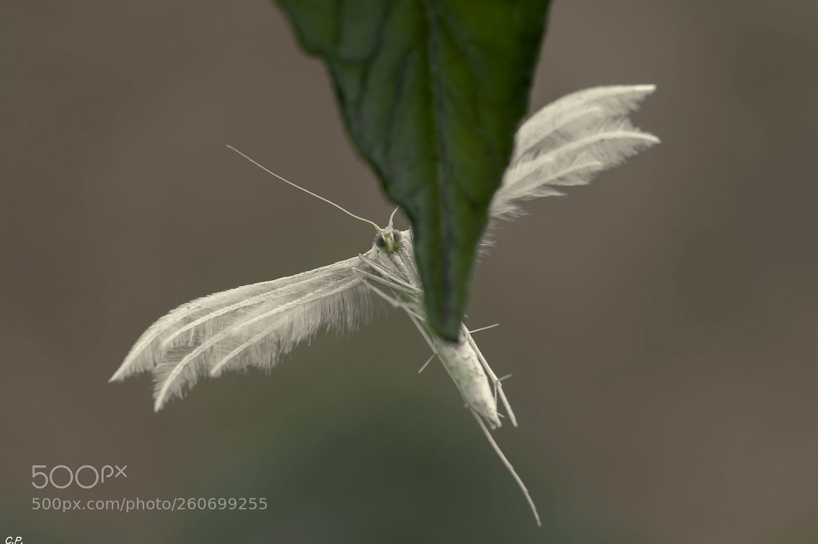 Canon EOS 80D sample photo. The fairy of the photography