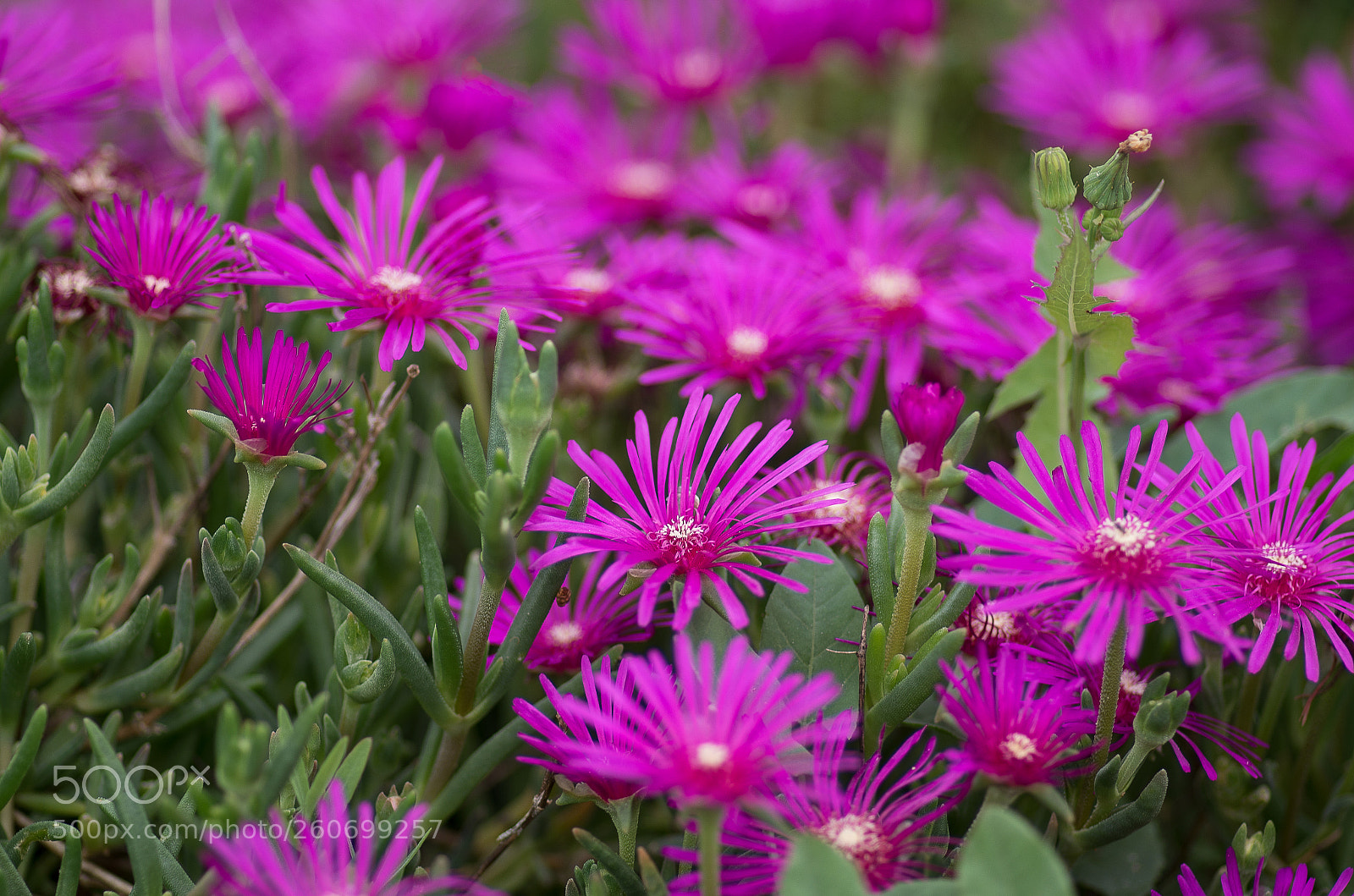 Pentax K-50 sample photo. Img photography