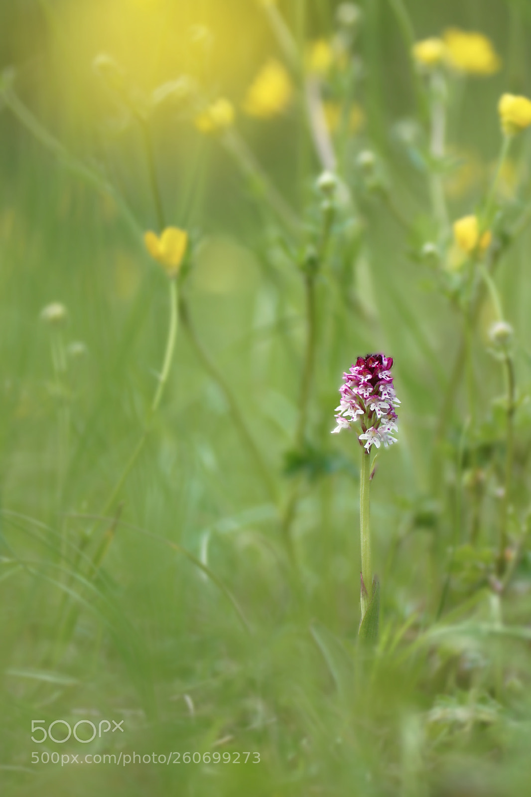 Canon EOS 40D sample photo. Orchis brulé photography