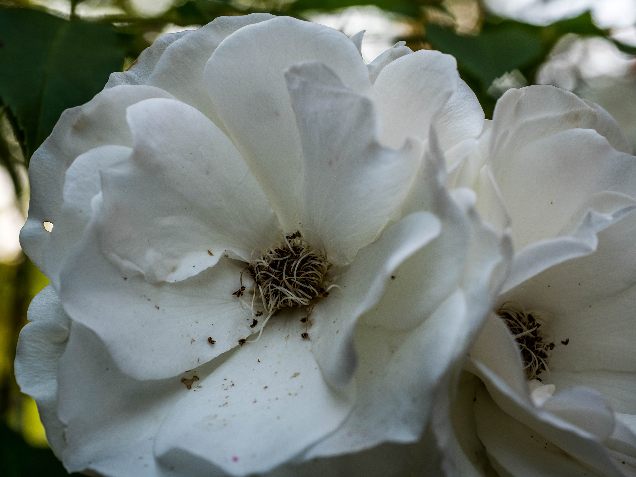 Panasonic Lumix DC-GX9 sample photo. P photography