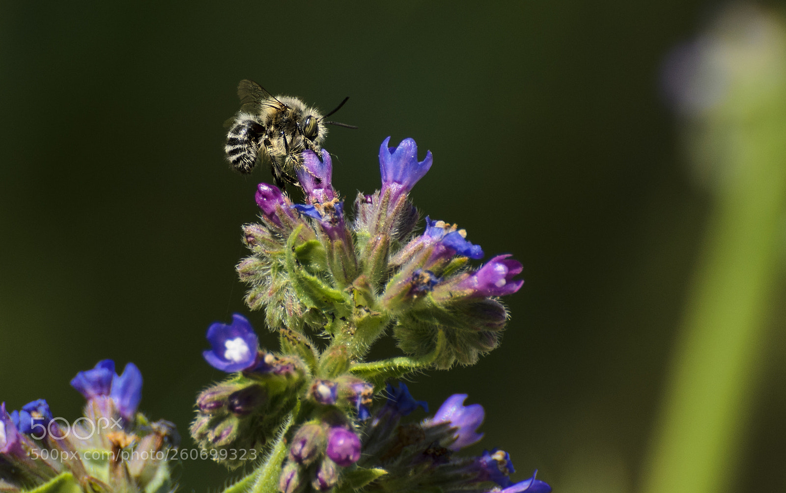 Nikon D7000 sample photo. Bee photography