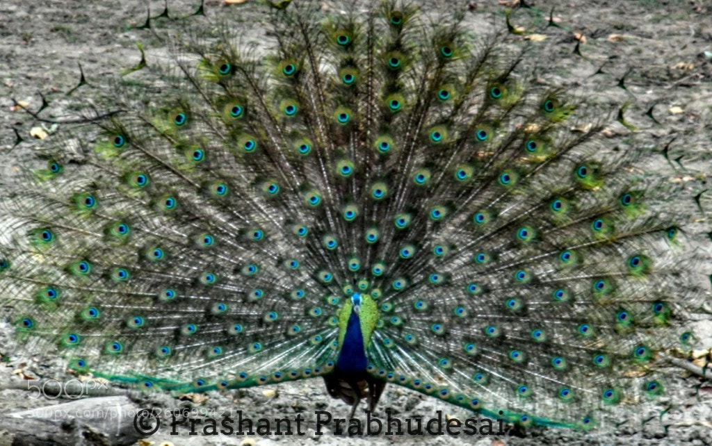 Canon EOS 60D sample photo. The peocock photography