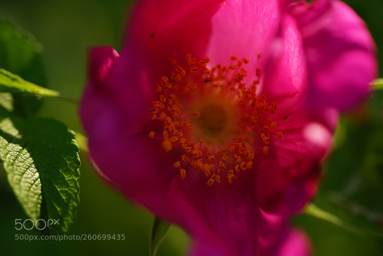 Sony a7R sample photo. Dsc photography