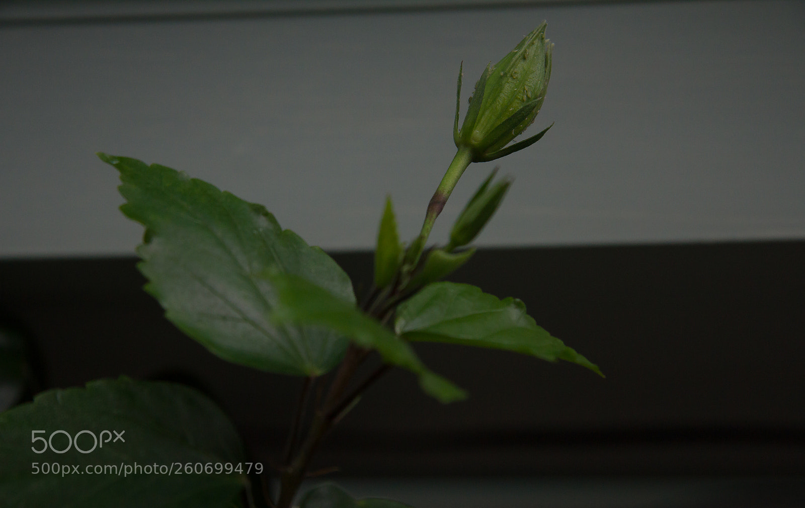 Canon EOS 550D (EOS Rebel T2i / EOS Kiss X4) sample photo. Sprouting photography