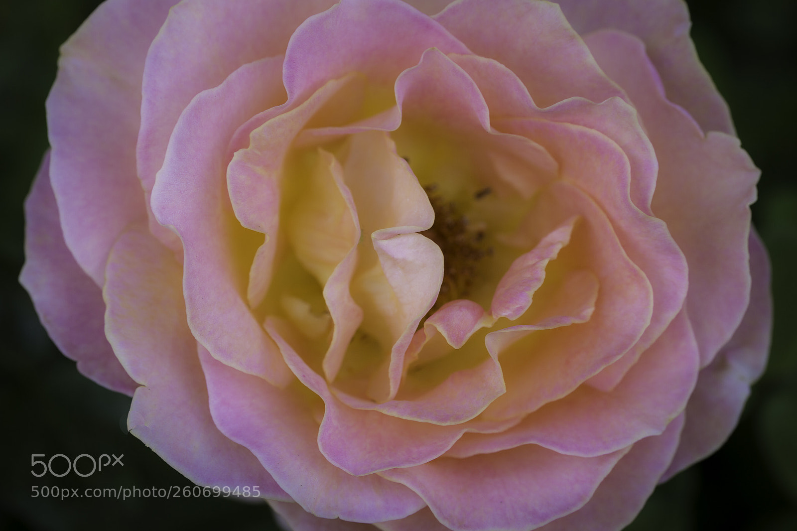 Canon EOS 6D sample photo. A rose is a photography