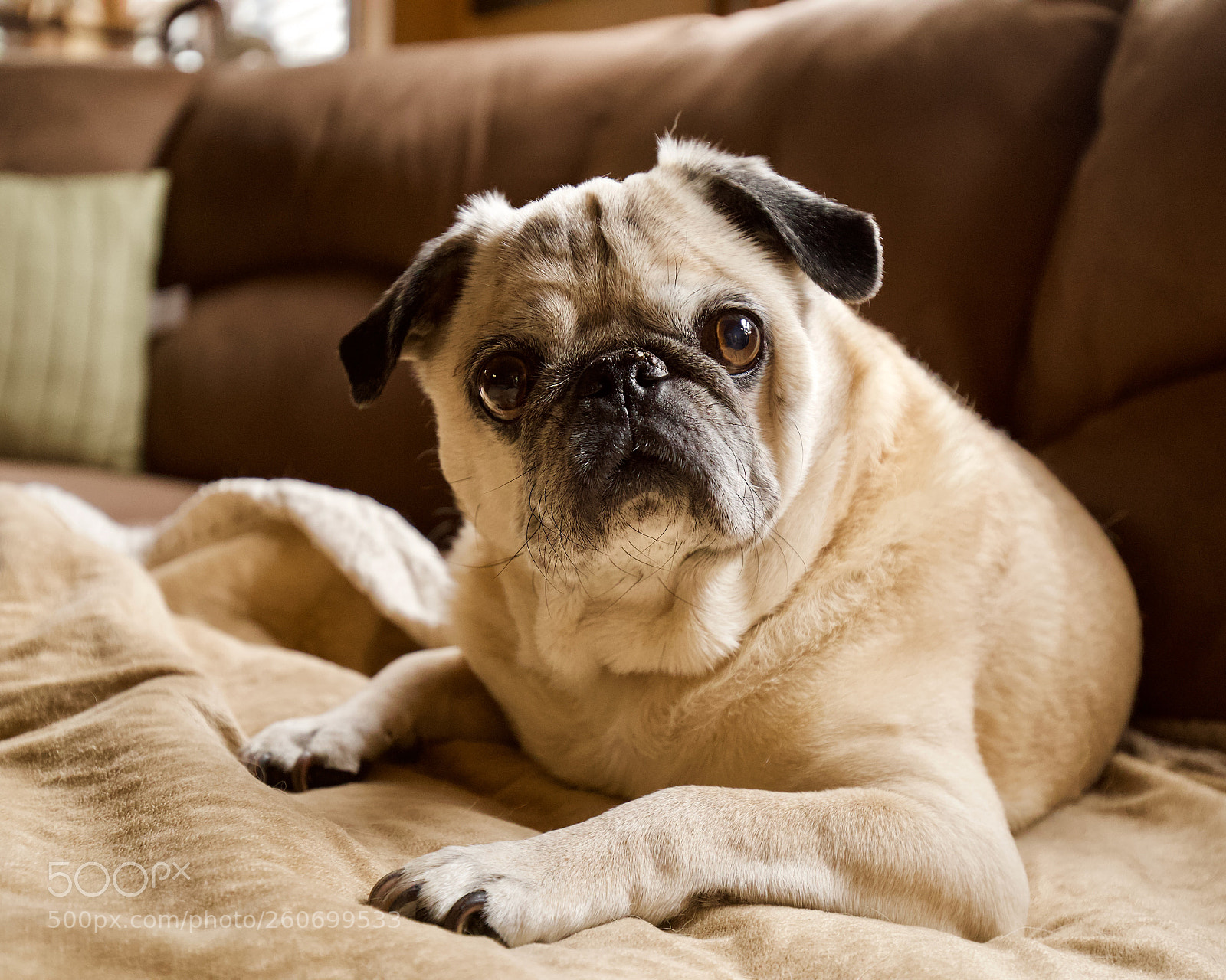 Canon EOS 6D sample photo. Cute pug dog. photography