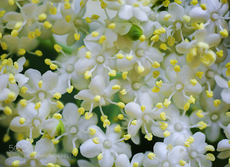 Nikon D5200 sample photo. Elder blossoms photography