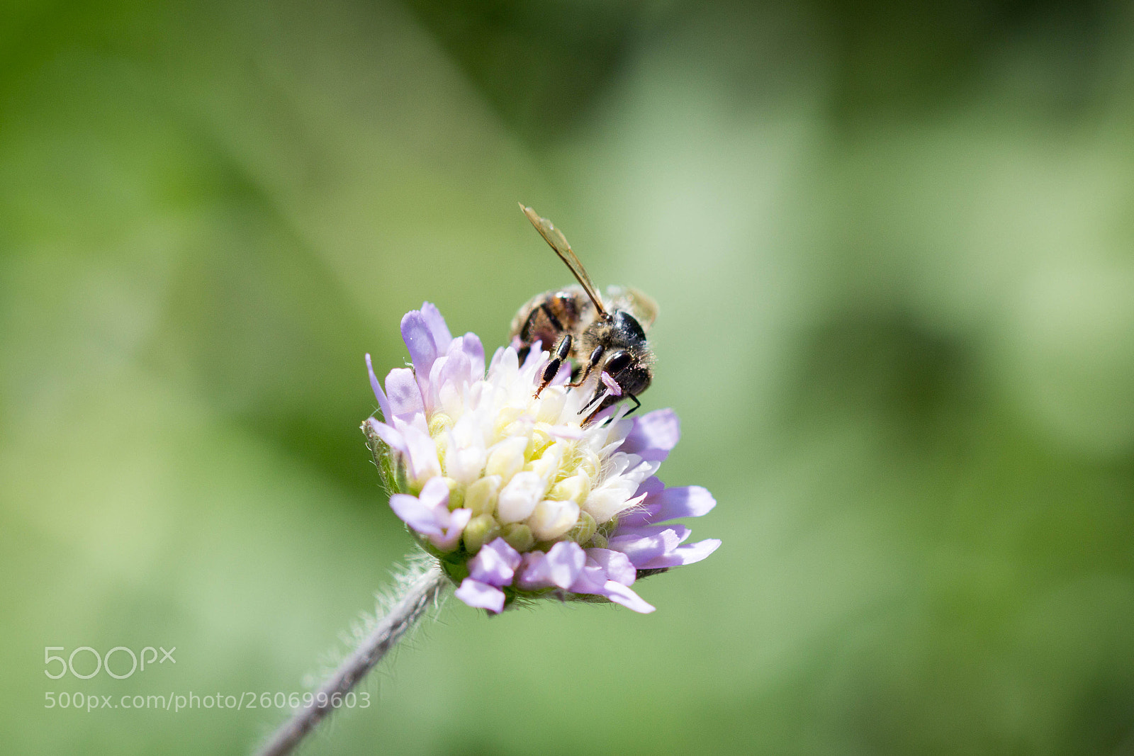Canon EOS 60D sample photo. Summsumm photography