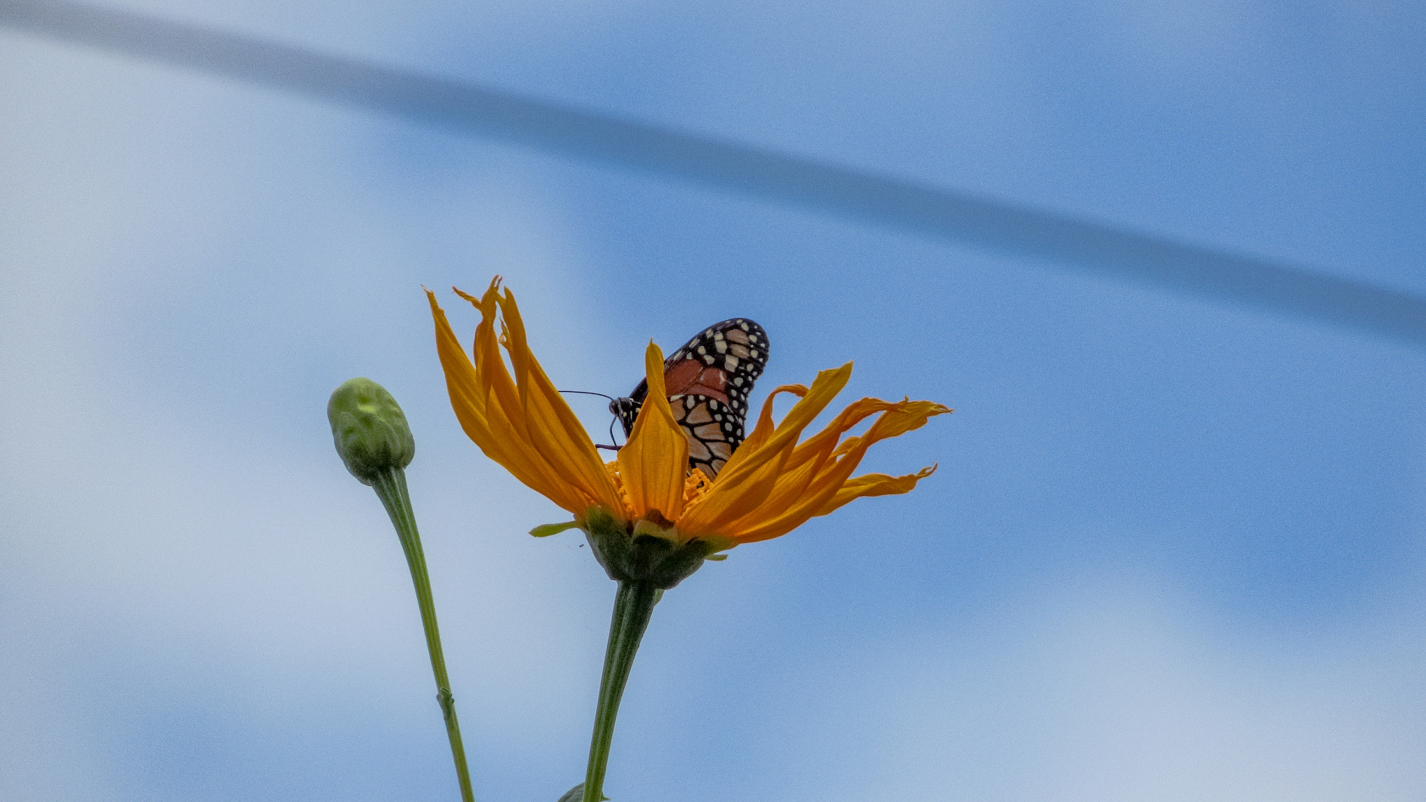 Canon PowerShot SX520 HS sample photo. Son photography