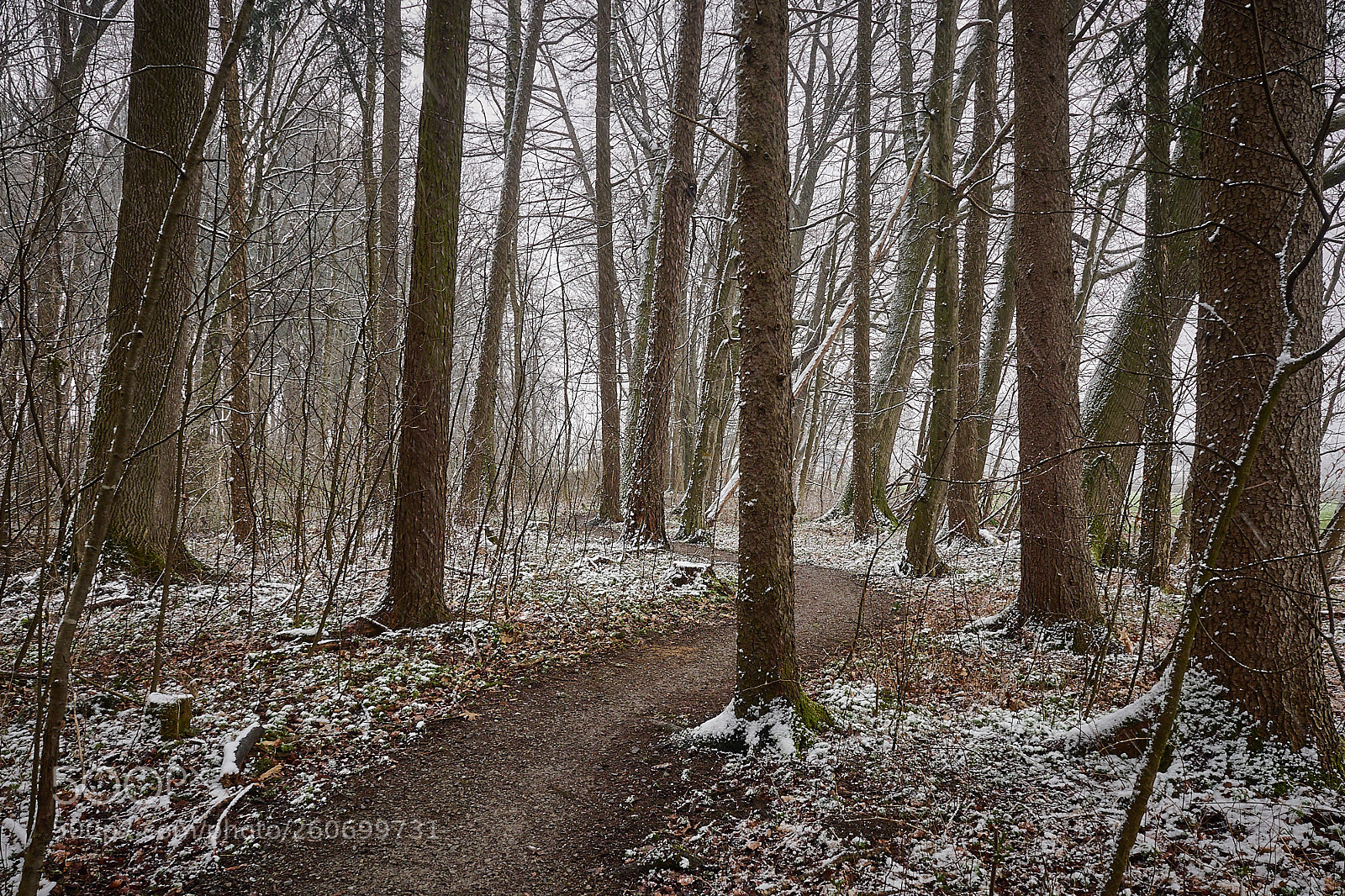 Olympus OM-D E-M1 sample photo. Im wald im winter photography
