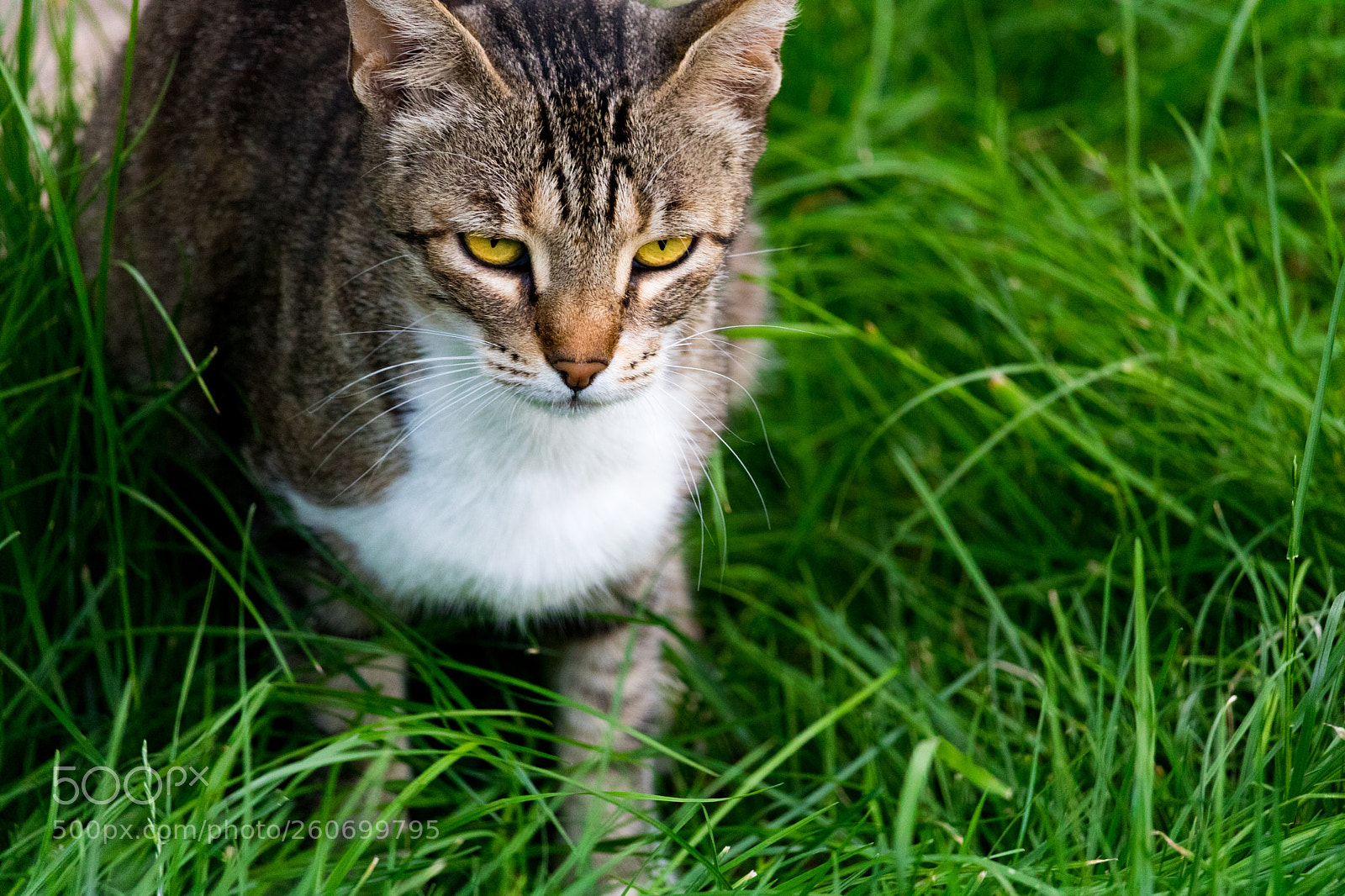 Canon EOS 750D (EOS Rebel T6i / EOS Kiss X8i) sample photo. Lurking in the grass... photography