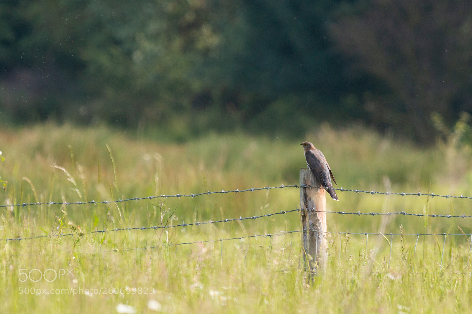 Canon EOS 70D sample photo. Cuckoo photography