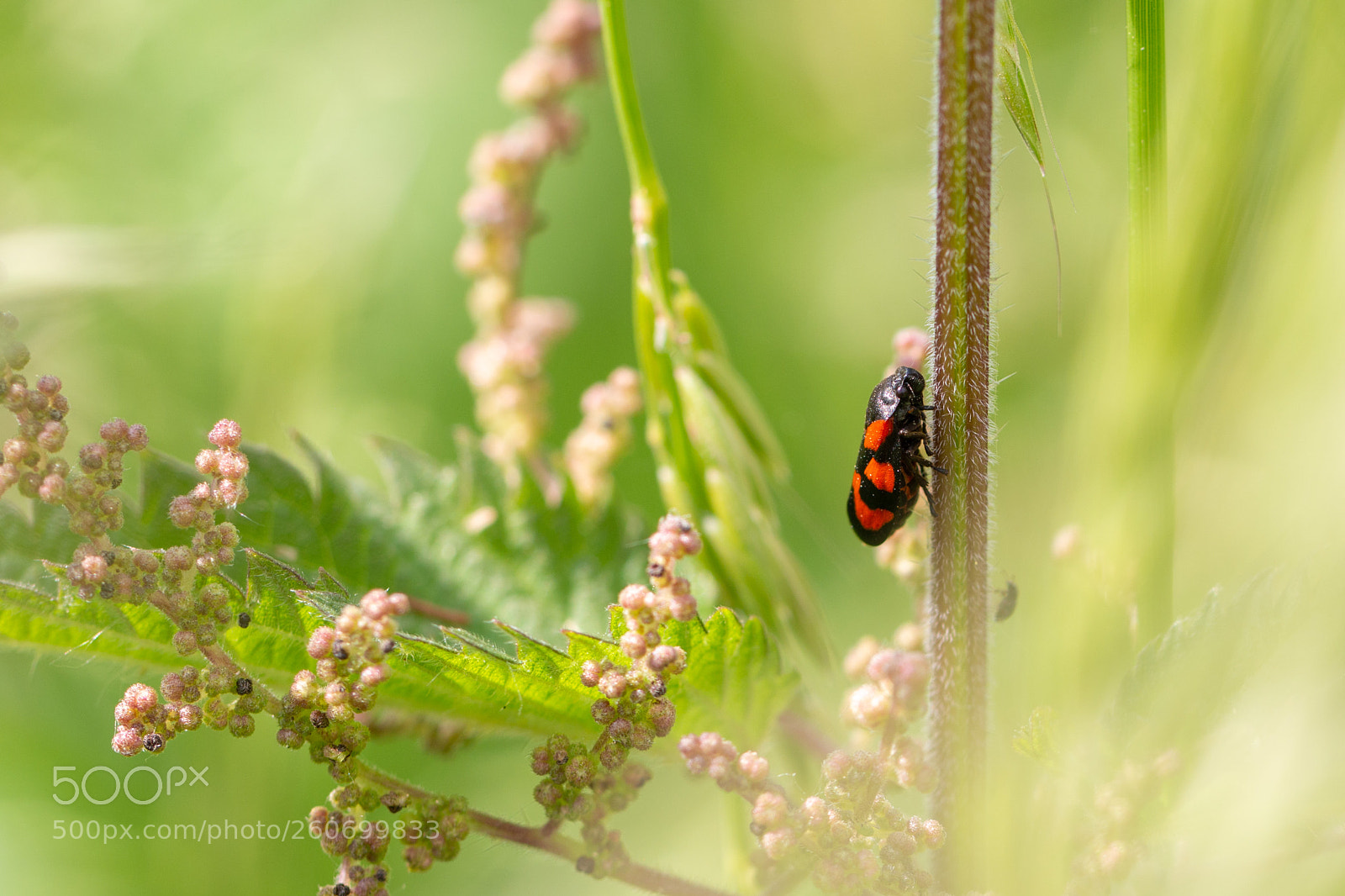 Canon EOS 70D sample photo. Red and black froghopper photography