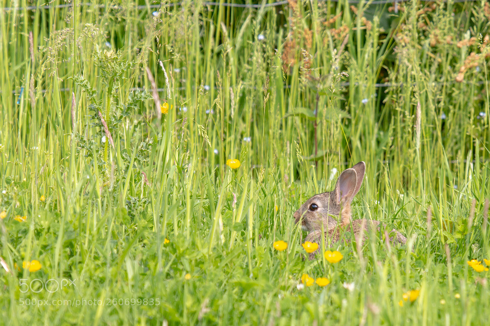 Canon EOS 70D sample photo. Peeping bunny photography
